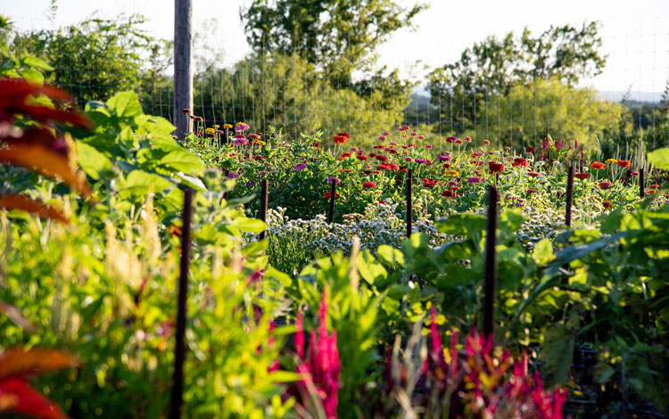 Wildflowers in a field tall and green.